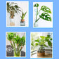 🌿 Solution nutritive universelle pour plantes en pot fleuries – Des racines solides, des fleurs éclatantes ! 🌸✨ La croissance parfaite, sans prise de tête. 💚🌱