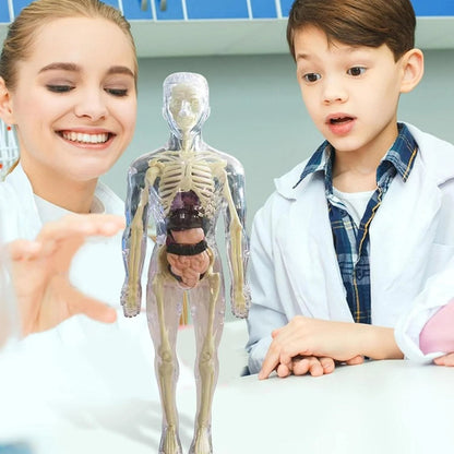 📢Dernier jour ! 50 % de réduction !🎁✨Un cadeau idéal pour les enfants🧑‍⚕️Maquette transparente du corps humain