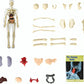 📢Dernier jour ! 50 % de réduction !🎁✨Un cadeau idéal pour les enfants🧑‍⚕️Maquette transparente du corps humain