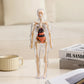 📢Dernier jour ! 50 % de réduction !🎁✨Un cadeau idéal pour les enfants🧑‍⚕️Maquette transparente du corps humain