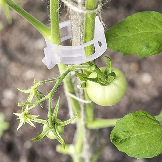 Clips pour plantes grimpantes – Attaches pour tomates et liens pour plantes en plastique 🌱🍅