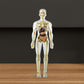 Modèle 3D de torse de corps humain pour enfants, modèle d'anatomie, squelette 🔥Achetez-en 2, livraison gratuite🔥