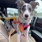 Ceinture de sécurité auto et laisse de promenade 2 en 1 pour chien